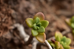 Aeonium lindleyi image