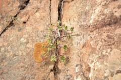 Aeonium lindleyi image