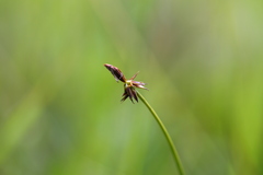 Carex nigricans