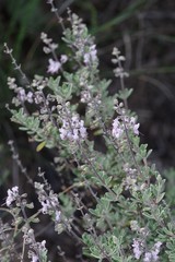 Ocimum burchellianum