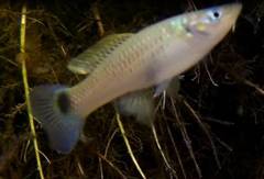 Pseudoxiphophorus bimaculatus