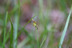 Carex nigricans