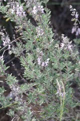 Ocimum burchellianum