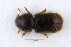 Ropalodontus perforatus