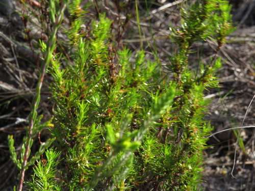 Image of Thread Caperose (Cliffortia filifolia) by (c) Jeremy Gilmore, some rights reserved (CC BY)