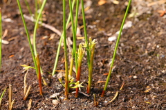 Juncus filiformis