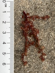 Botryocladia occidentalis