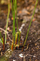 Juncus filiformis