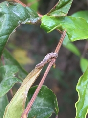 Lepidoptera