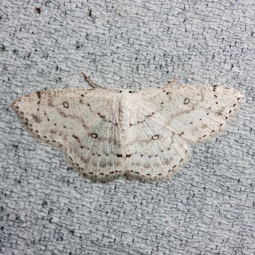 Sweetfern Geometer Moth