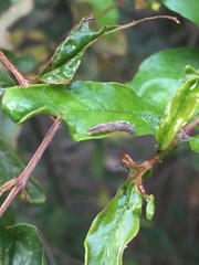 Lepidoptera