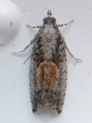 Epinotia nisella