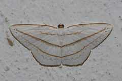 Orthocabera ocernaria