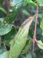 Lepidoptera