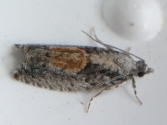Epinotia nisella