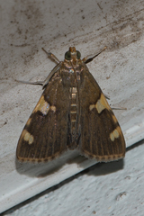 Rehimena infundibulalis