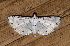 Pycnarmon meritalis