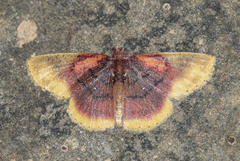 Chrysocraspeda dysmothauma