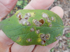 Pachypsylla celtidisvesicula