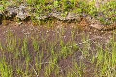 Juncus filiformis
