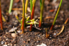 Juncus filiformis