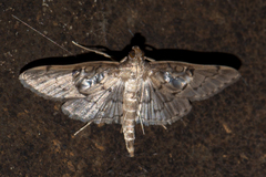 Syllepte abyssalis