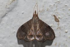 Hemiscopis suffusalis