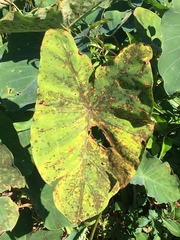 Tarophagus colocasiae