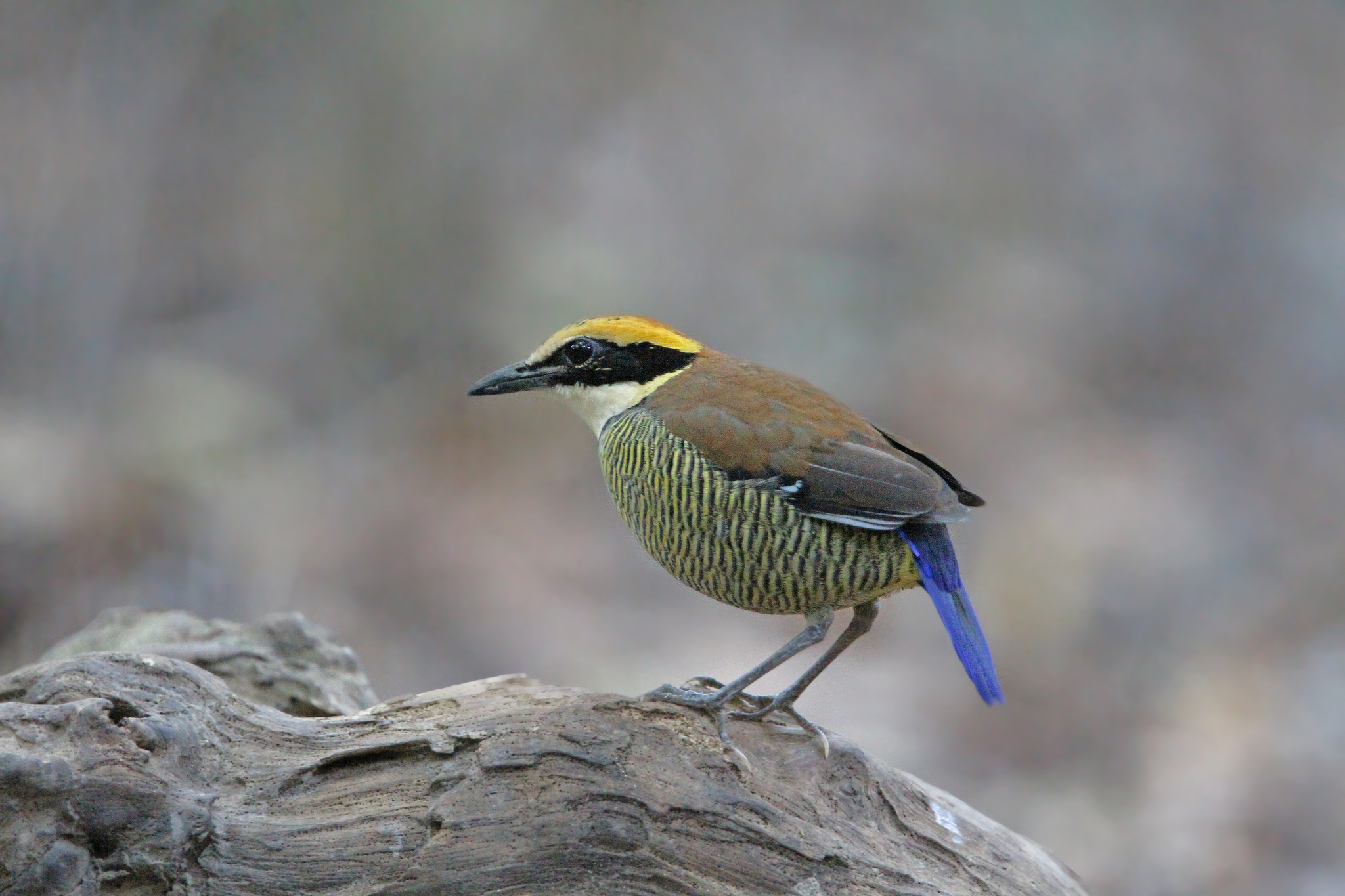 Javan Banded Pitta