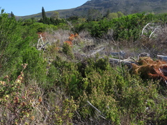 Hermannia hyssopifolia
