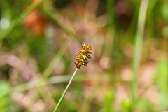 Carex pachystachya