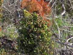 Hermannia hyssopifolia