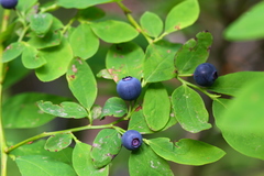 Vaccinium alaskaense