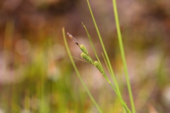 Carex lenticularis