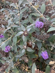 Lantana montevidensis
