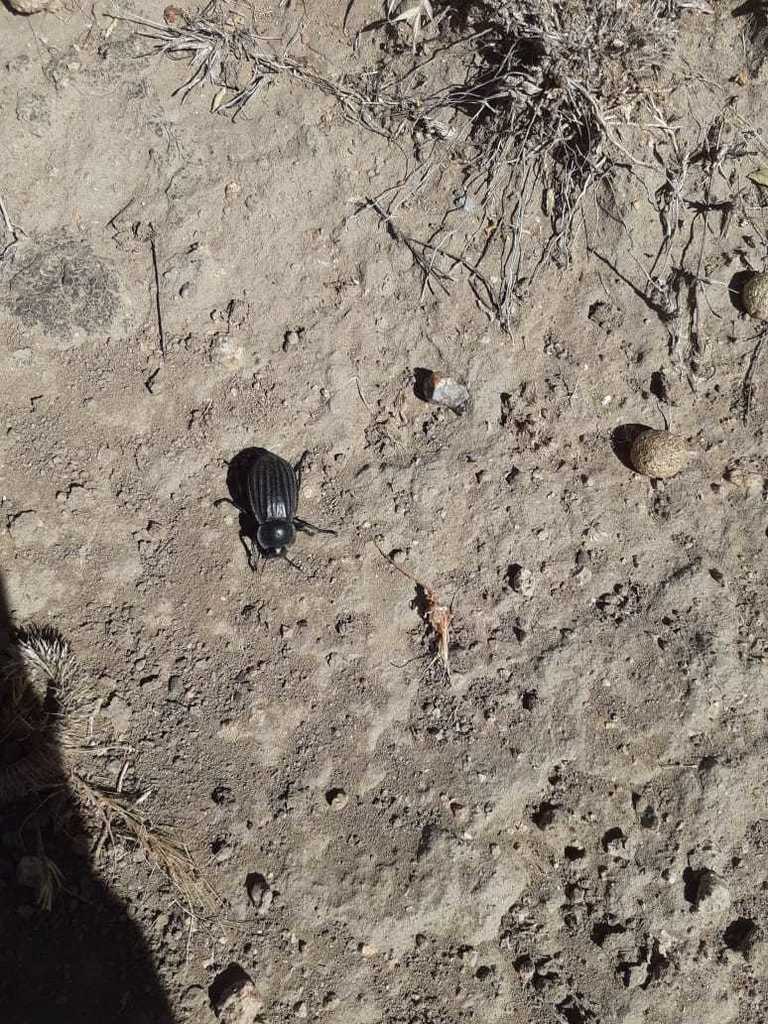 Stenomorpha costata