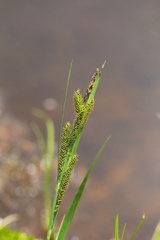 Carex lenticularis