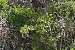 Azima tetracantha