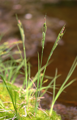 Carex lenticularis