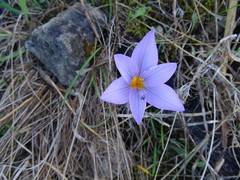 Crocus longiflorus