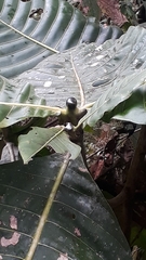 Condamineeae