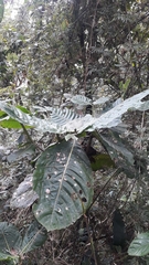 Condamineeae
