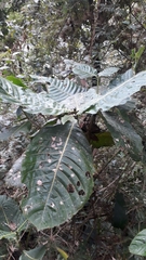 Condamineeae