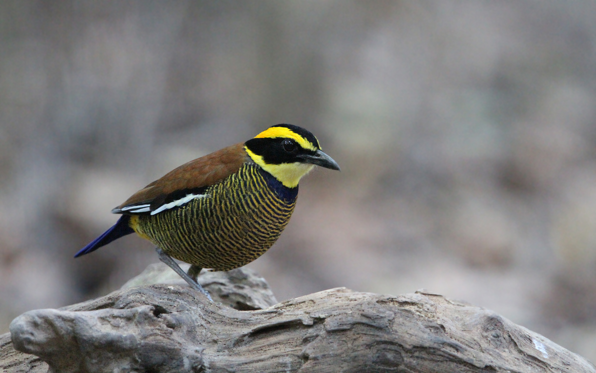 Javan Banded Pitta