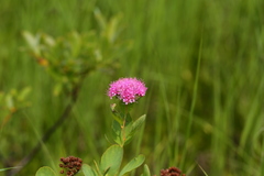 Spiraea splendens splendens