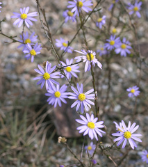 Aster hispidus leptocladus
