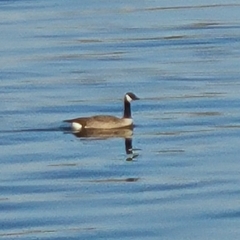 Branta canadensis