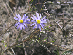 Aster hispidus leptocladus