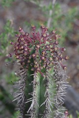 Euphorbia × inconstantia