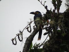 Andigena laminirostris